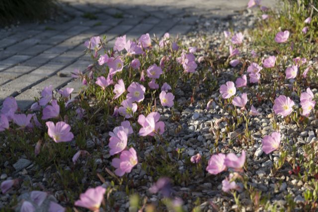 Pink flowers along the gravel path